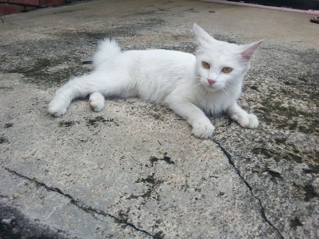 White Cat - Domestic Medium Hair Cat