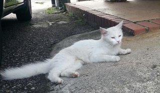 White Cat - Domestic Medium Hair Cat