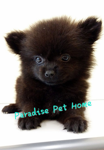 Pomeranian ( Black) - Pomeranian Dog