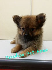 Pomeranian ( Black) - Pomeranian Dog