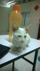 Snowflake - Domestic Medium Hair Cat