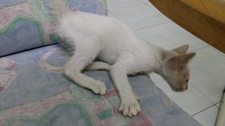 Snowflake - Domestic Medium Hair Cat