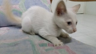 Snowflake - Domestic Medium Hair Cat