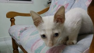 Snowflake - Domestic Medium Hair Cat