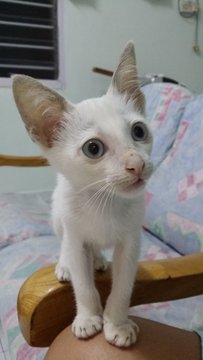 Snowflake - Domestic Medium Hair Cat