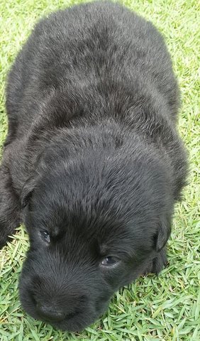 Black German Shepherd Puppies - German Shepherd Dog + Bolognese Dog