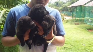 Black German Shepherd Puppies - German Shepherd Dog + Bolognese Dog