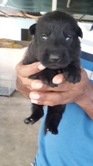 Black German Shepherd Puppies - German Shepherd Dog + Bolognese Dog