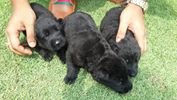 Black German Shepherd Puppies - German Shepherd Dog + Bolognese Dog