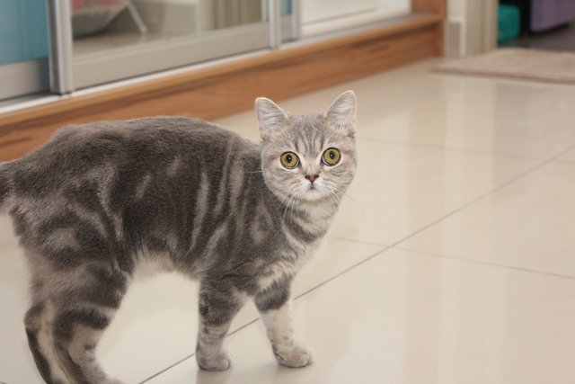 Daisy - British Shorthair Cat