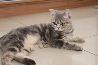 Daisy - British Shorthair Cat