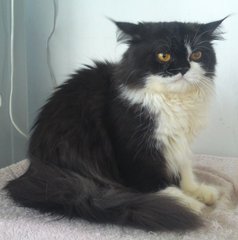 Semiflat Persian Male 1 - Persian Cat