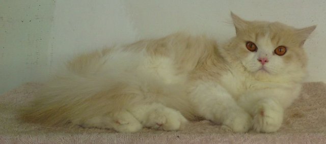 Semiflat Persian Male 2 - Persian Cat