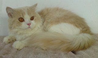 Semiflat Persian Male 2 - Persian Cat