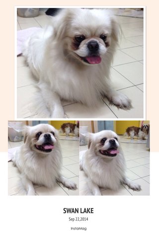 Pekingese - Pekingese Dog