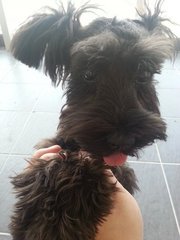 Black Miniature Schnauzer  - Schnauzer Dog