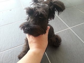 Black Miniature Schnauzer  - Schnauzer Dog