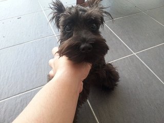 Black Miniature Schnauzer  - Schnauzer Dog