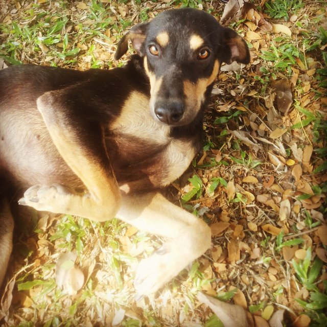 Boogie Boy - Miniature Pinscher Mix Dog