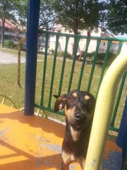 Boogie Boy - Miniature Pinscher Mix Dog