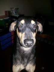 Boogie Boy - Miniature Pinscher Mix Dog