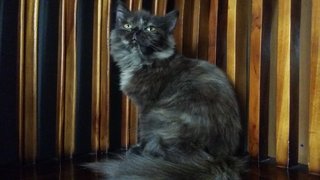 Lunaa - Domestic Long Hair + Persian Cat