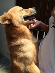 Simba - Mixed Breed Dog