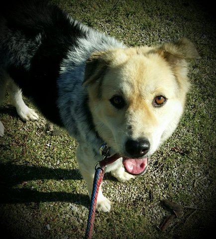 Berry - Border Collie + Australian Shepherd Dog