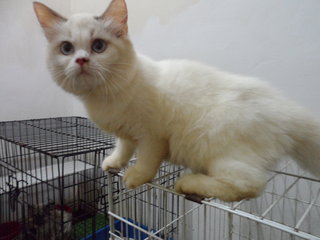 Persian Ragdoll White - Ragdoll Cat