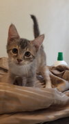 Little Grey Cottonball - Domestic Long Hair Cat