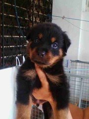 Rottweiler 19/9 - Rottweiler Dog