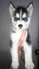 Husky- 24/9 - Husky Dog