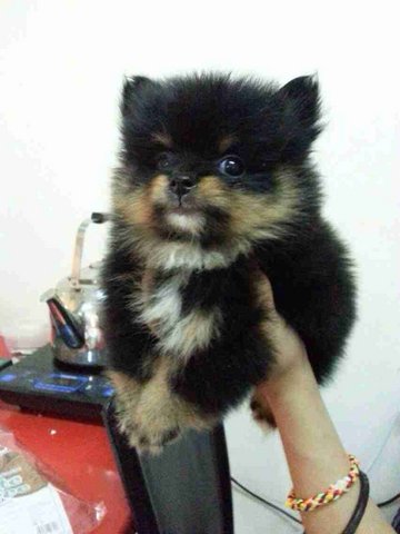 Pomeranian-black/tan 24/9 - Pomeranian Dog