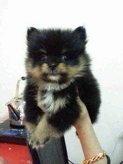 Pomeranian-black/tan 24/9 - Pomeranian Dog