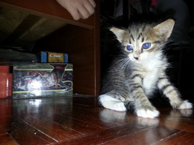 Miumiu-has Been Adopted. - Tiger Cat