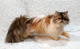 Precious Iris - Persian Cat