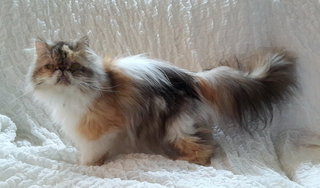 Precious Iris - Persian Cat