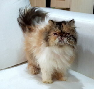 Precious Iris - Persian Cat