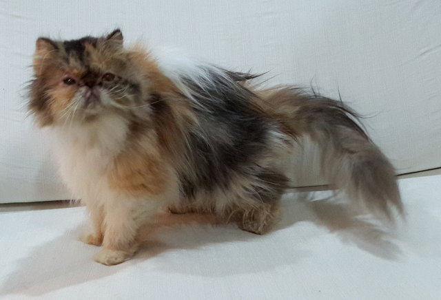 Precious Iris - Persian Cat