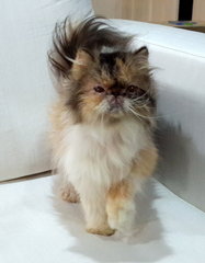 Precious Iris - Persian Cat