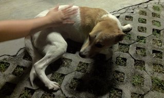 Random Lost Doggie - Mixed Breed Dog