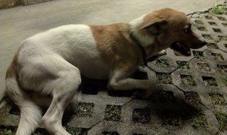 Random Lost Doggie - Mixed Breed Dog