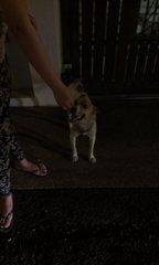 Random Lost Doggie - Mixed Breed Dog