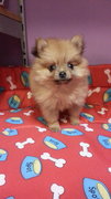 PF61206 - Pomeranian Dog