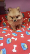 PF61206 - Pomeranian Dog