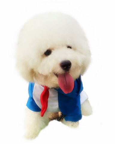 Marchii ♥ - Bichon Frise Dog