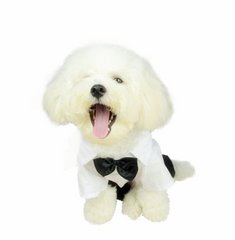 Marchii ♥ - Bichon Frise Dog