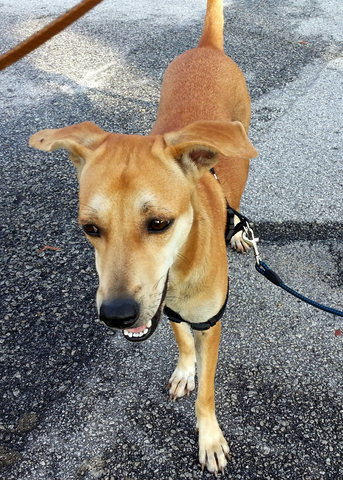 Skinny - Mixed Breed Dog