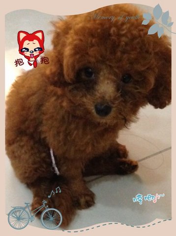 Mini Red Toy Poodle - Poodle Dog