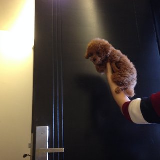 Mini Red Toy Poodle - Poodle Dog